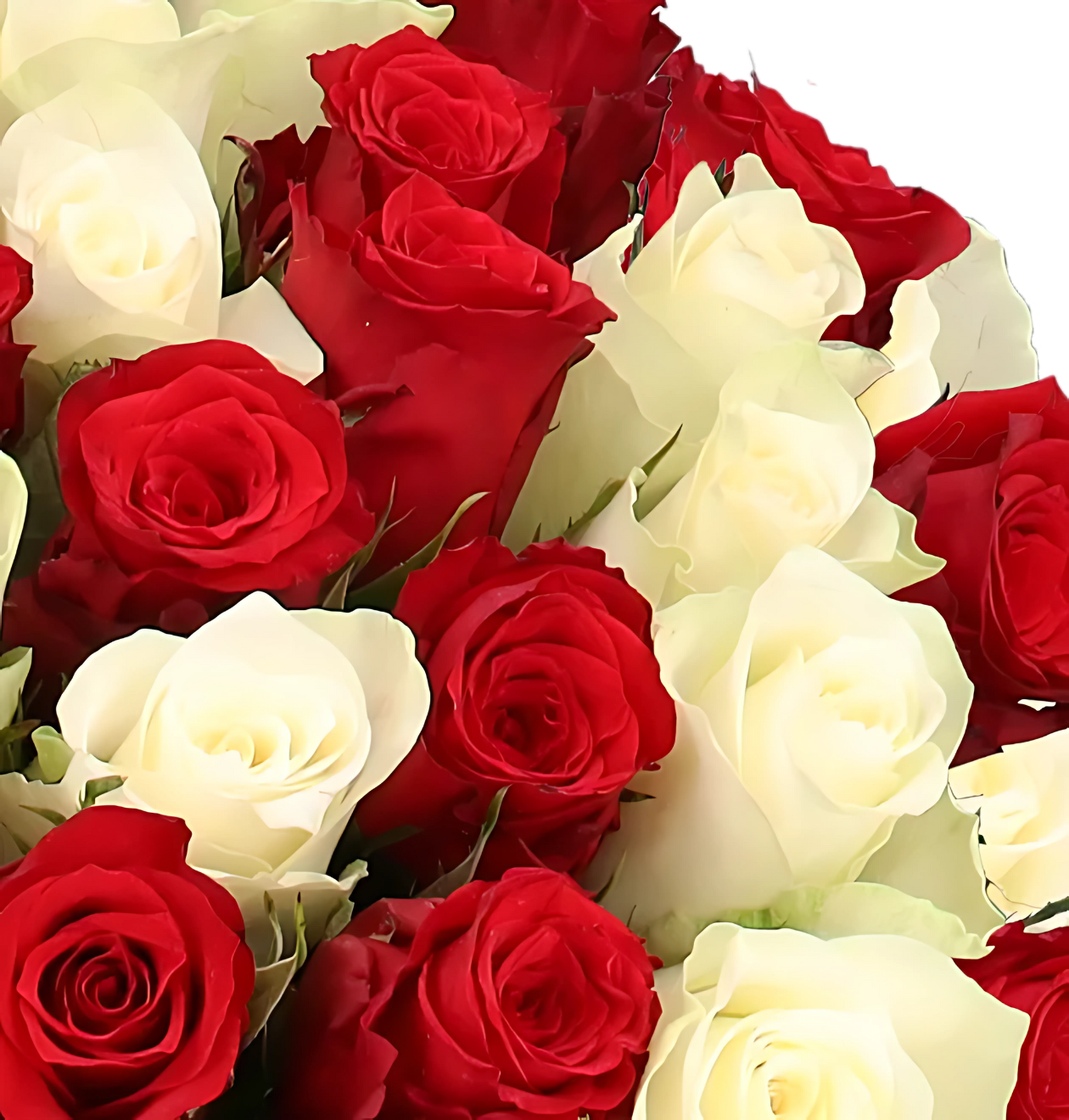 70 rot weiße Rosen