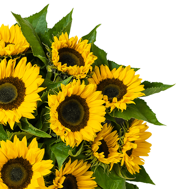 15 Sonnenblumen