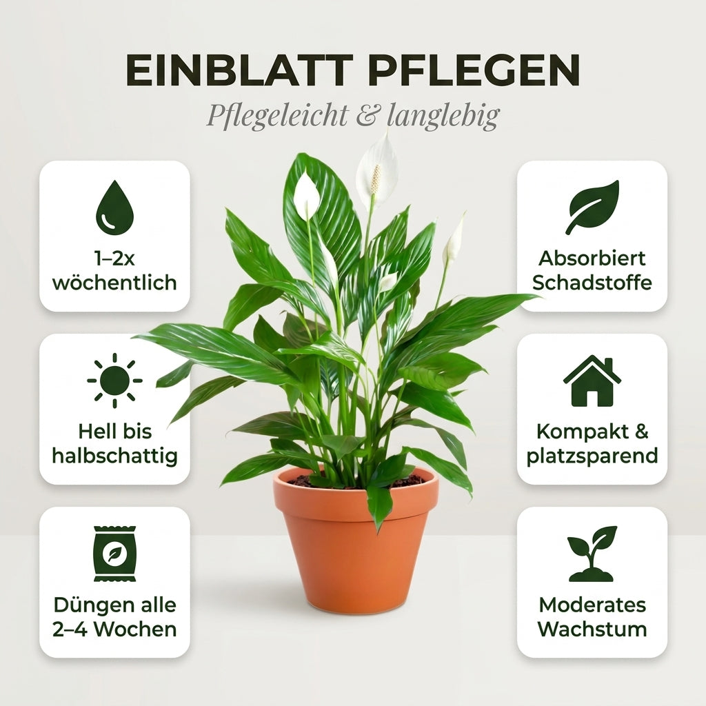 Einblatt + 3x Zinktopf | 3er-Set | Spathiphyllum | ca. 40-50 cm | Ø 12-15 cm Topf