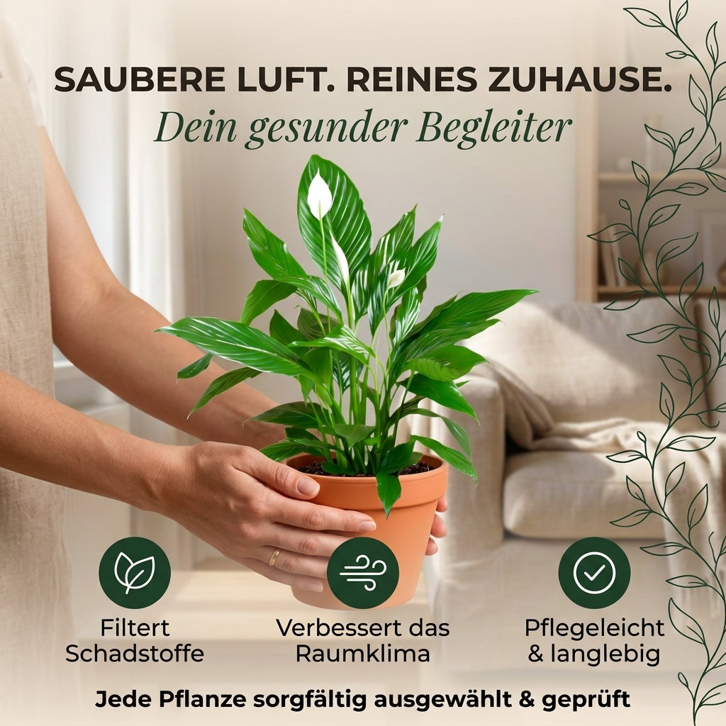 Einblatt + 1x Zinktopf | Spathiphyllum | ca. 40-50 cm | Ø 12-15 cm Topf