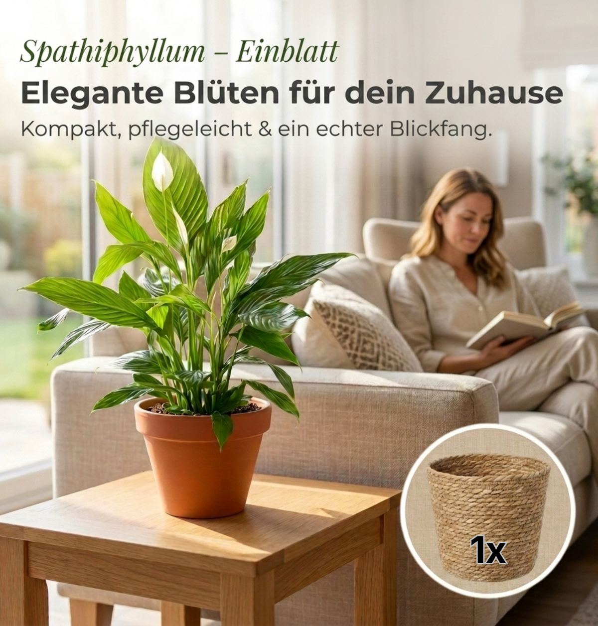 Einblatt + 1x Seegraskorb | Spathiphyllum | ca. 40-50 cm | Ø 12-15 cm Topf