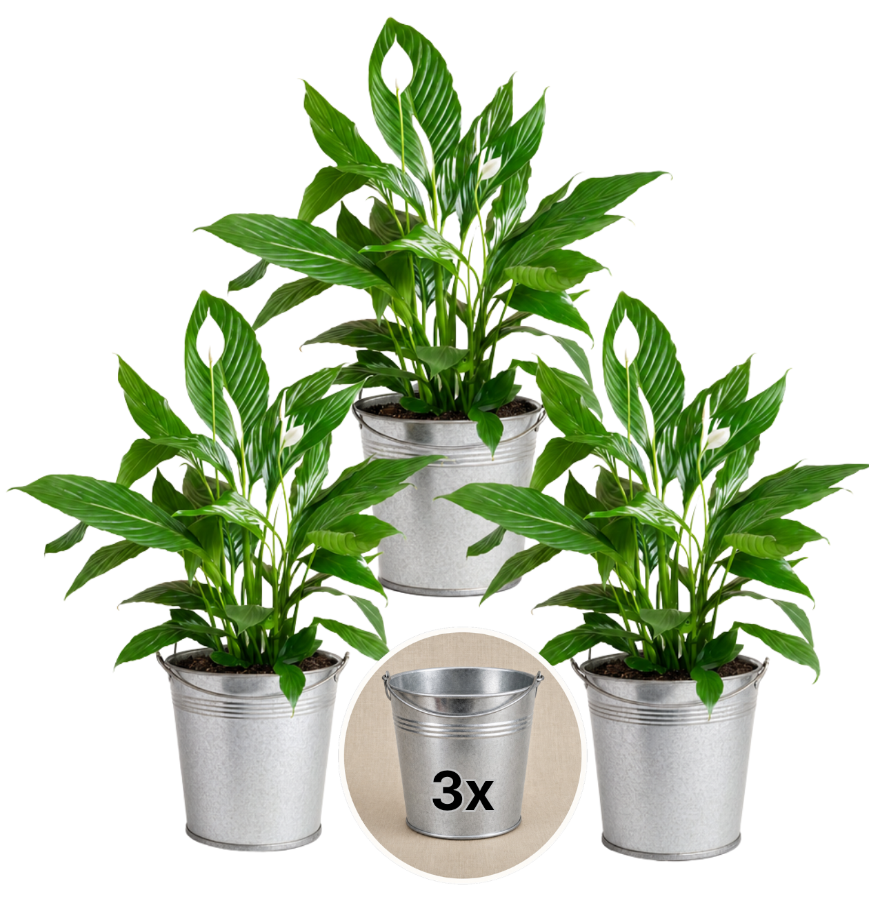 Einblatt + 3x Zinktopf | 3er-Set | Spathiphyllum | ca. 40-50 cm | Ø 12-15 cm Topf