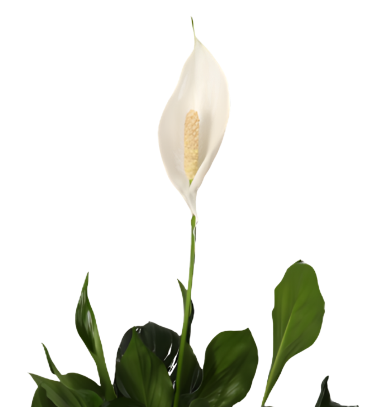 “Luftreiniger” Pflanzen-Set | 5er-Set | ca. 40-70 cm | Ø 12-15 cm Topf