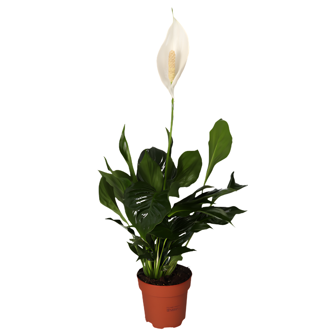 7er Set | Monstera | Einblatt | Dieffenbachie | Drachenbaum | Korbmarante | Goldfruchtpalme | Zimmerzypresse | +/- 40-60cm | ø 12-15cm Topf