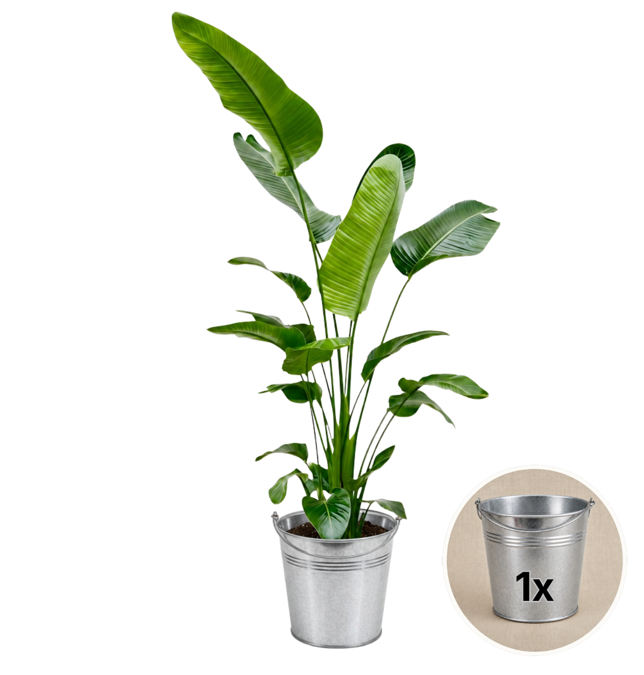 Weiße Paradiesvogelblume + 1x Zinktopf | Strelitzia Nicolai | ca. 45-55 cm | Ø 12-15 cm Topf