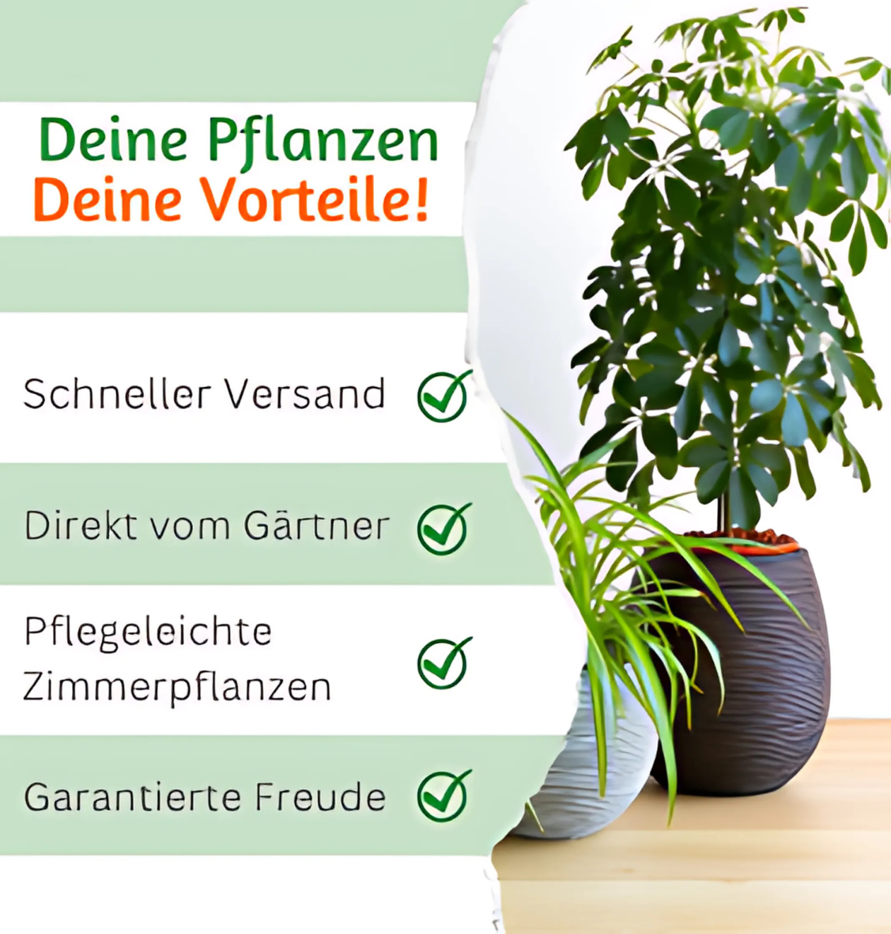 5er-Set “Katzenliebhaber” | Katzengras | Bergpalme | Goldfruchtpalme | Grünlilie | Calathea | +/- 30-45cm | ø 12-15cm Topf