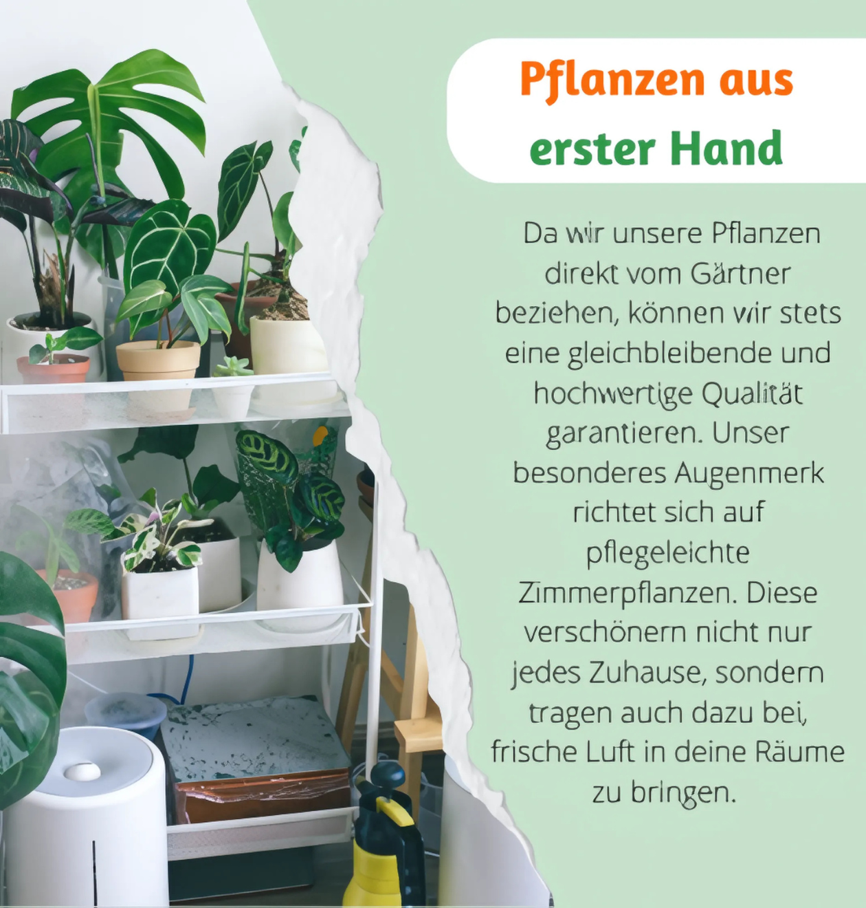 6er-Set “Katzenliebhaber” | Katzengras | Bergpalme | Goldfruchtpalme | Grünlilie | Calathea | Glückskastanie | +/- 30-45cm | ø 12-15cm Topf