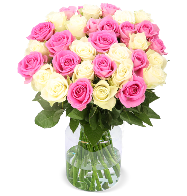 50 Rosen CandyCotton