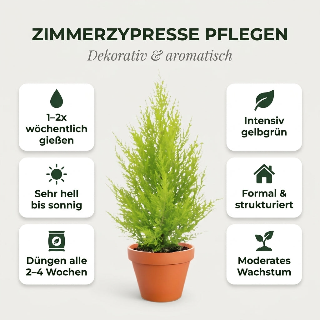 Zimmerzypresse + 2x Seegraskorb | 2er-Set | Goldcrest | ca. 40-50 cm | Ø 12-15 cm Topf