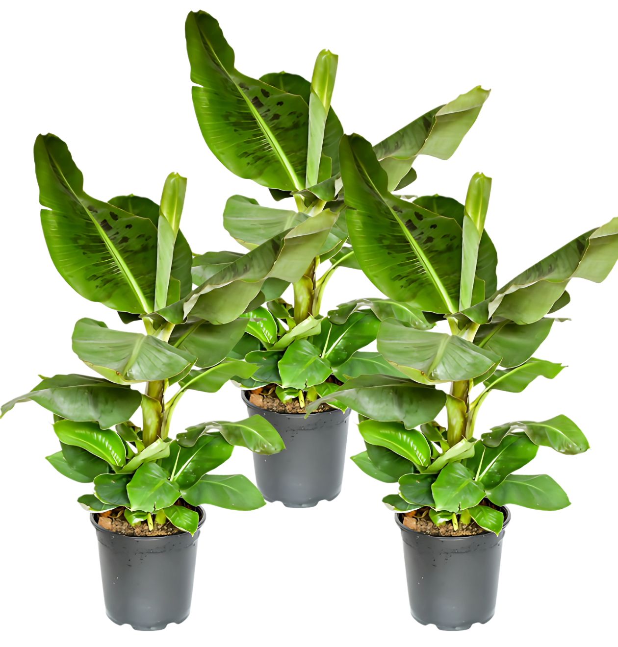 Bananenpflanze | 3er - Set | Musa | ca. 40 - 50 cm | Ø 12 - 15 cm Topf - Blume Ideal
