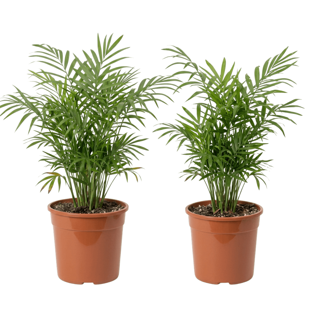 Bergpalme | Chamaedorea elegans - Blume Ideal