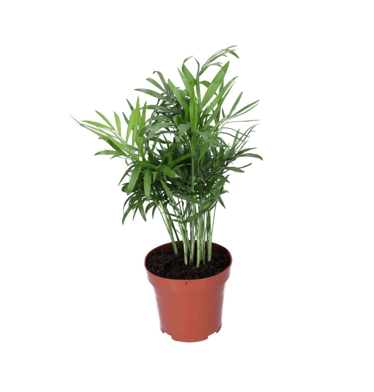 Bergpalme | Chamaedorea elegans | ca. 40 - 45 cm | Ø 12 - 15 cm Topf - Blume Ideal