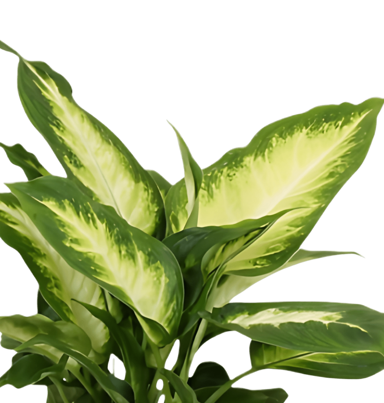 Dieffenbachia | 2er - Set | ca. 40 - 50 cm | Ø 12 - 15 cm Topf - Blume Ideal