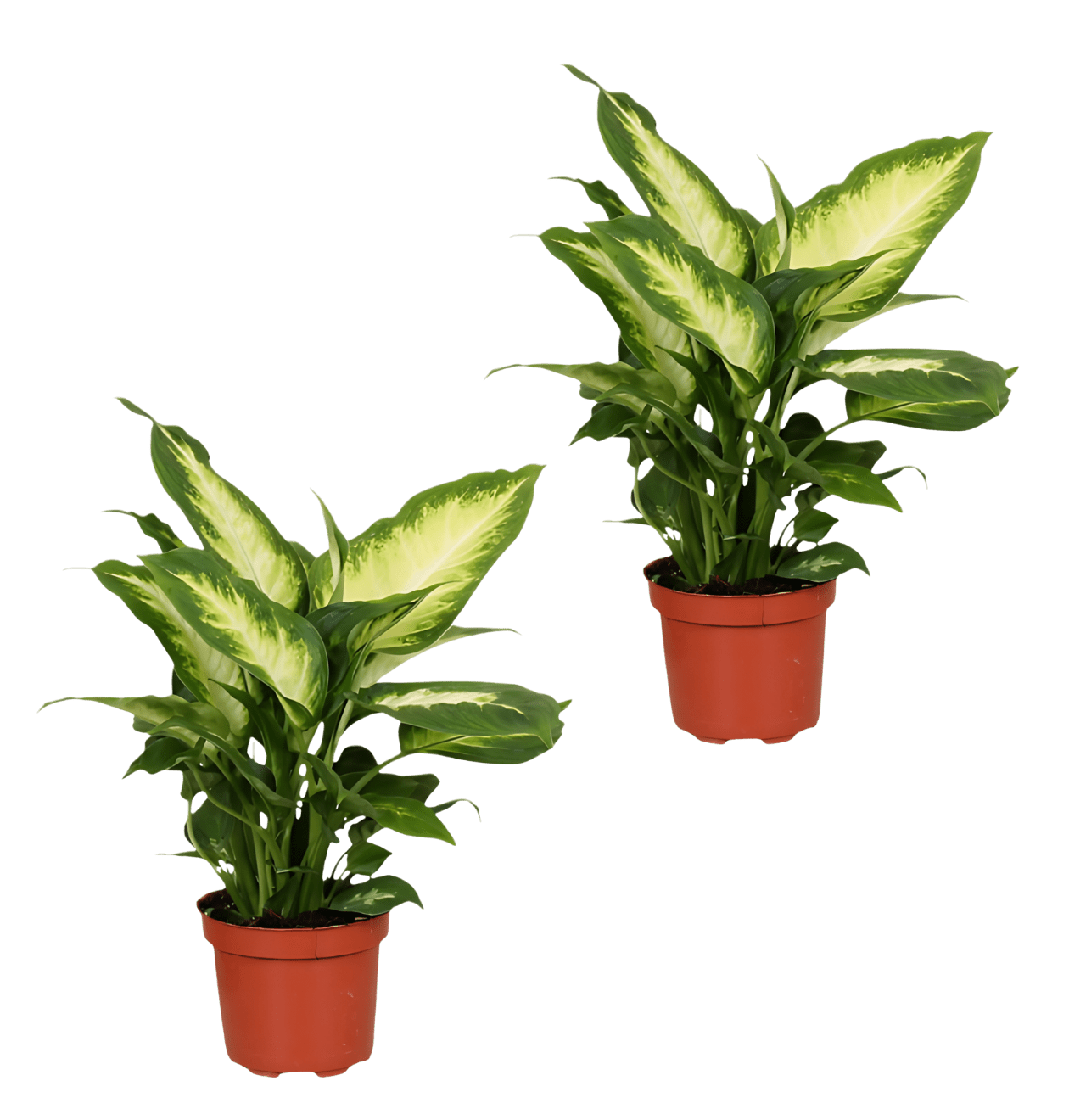 Dieffenbachia | 2er - Set | ca. 40 - 50 cm | Ø 12 - 15 cm Topf - Blume Ideal