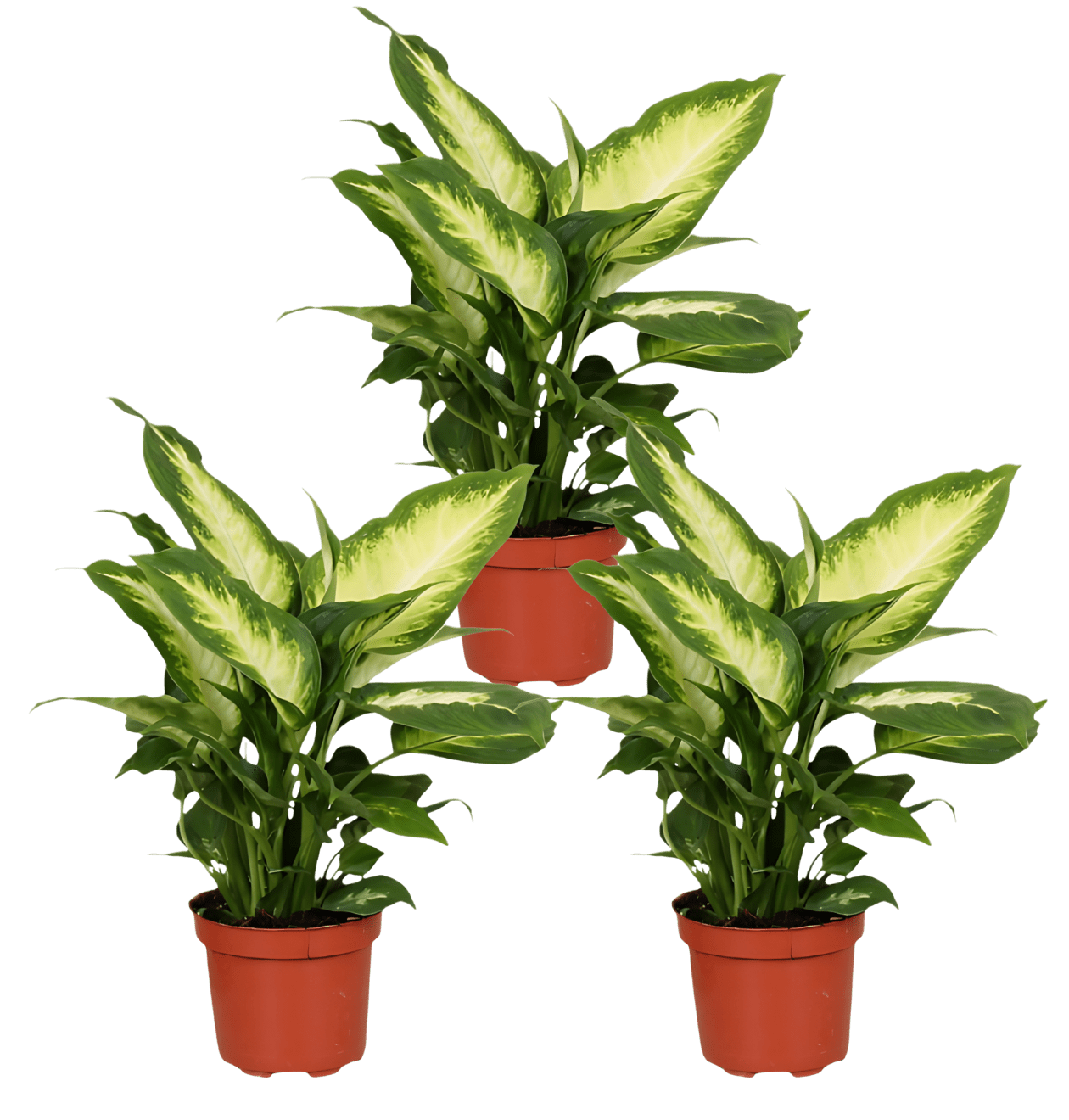Dieffenbachia | 3er - Set | ca. 40 - 50 cm | Ø 12 - 15 cm Topf - Blume Ideal