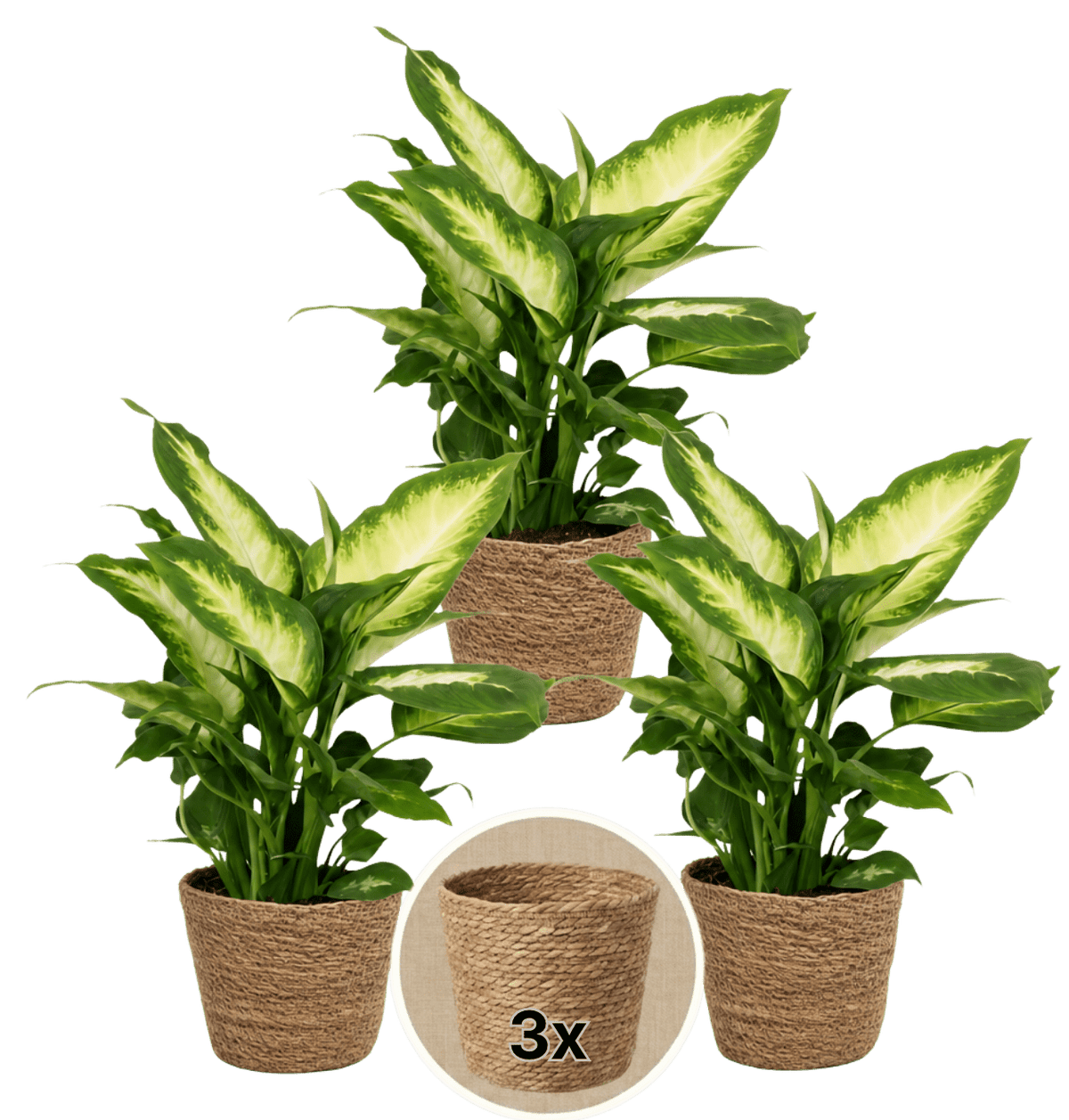Dieffenbachia + 3x Seegraskorb | 3er-Set | ca. 40-50 cm | Ø 12-15 cm Topf - Blume Ideal