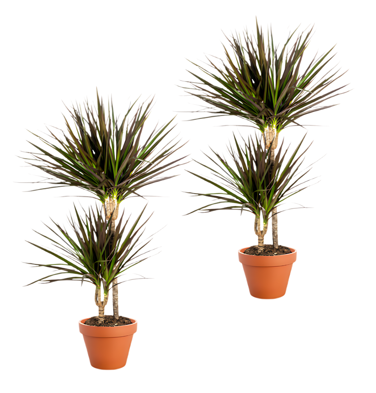 Drachenbaum | 2er - Set | Dracaena | ca. 40 - 50 cm | Ø 12 - 15 cm Topf - Blume Ideal