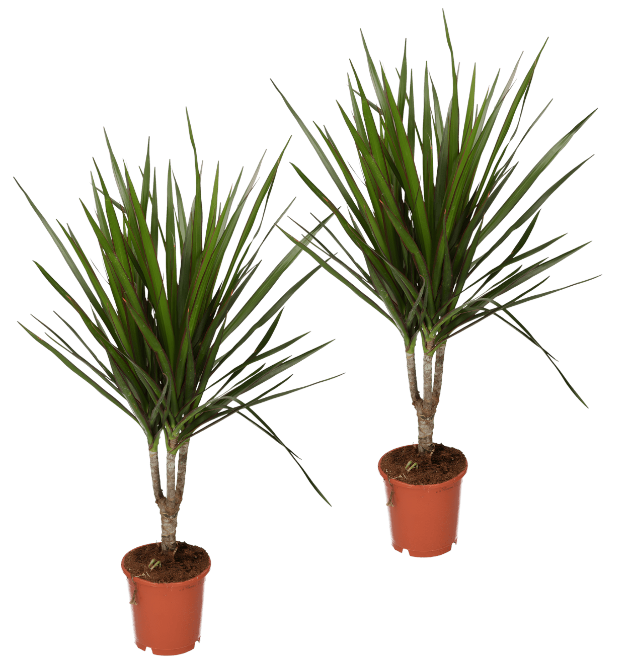 Drachenbaum | 2er - Set | Dracaena | ca. 40 - 50 cm | Ø 12 - 15 cm Topf - Blume Ideal
