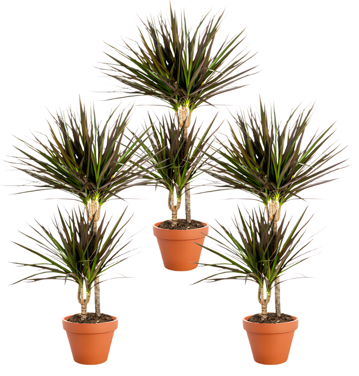 Drachenbaum | 3er - Set | Dracaena | ca. 40 - 50 cm | Ø 12 - 15 cm Topf - Blume Ideal