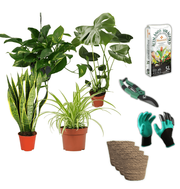 EasyCare Starter Set | 4er - Set + Zubehör | Monstera | Bogenhanf | Efeutute | Grünlilie | +/ - 30 - 60cm | ø 12 - 15cm Topf - Blume Ideal