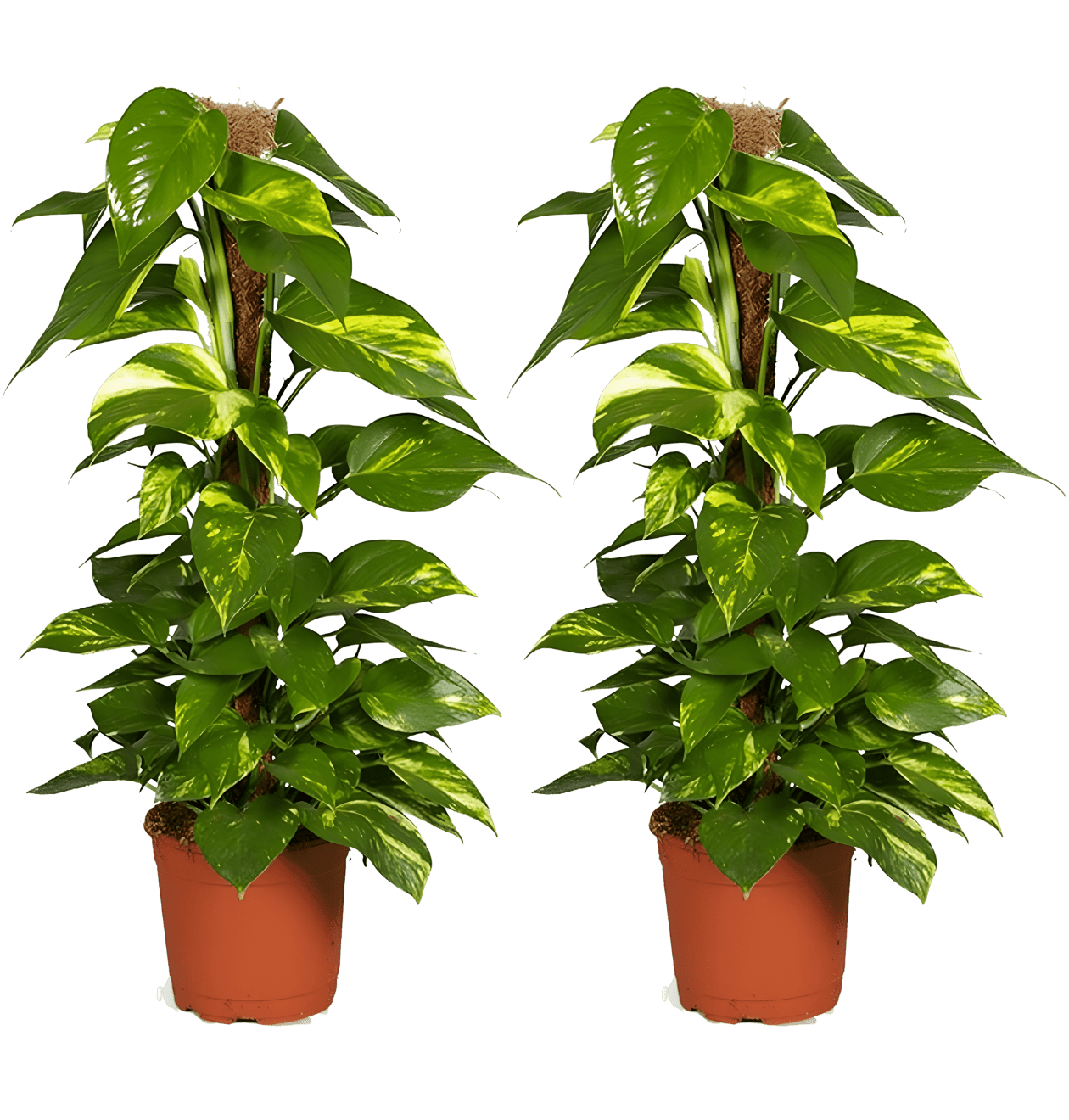 Efeutute am Moosstab | 2er - Set | Epipremnum Aureum | Ø 60 - 70 cm | ø 12 - 15cm Topf - Blume Ideal