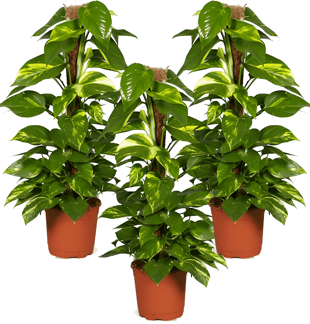 Efeutute am Moosstab | 3er - Set | Epipremnum Aureum | Ø 60 - 70 cm | ø 12 - 15cm Topf - Blume Ideal