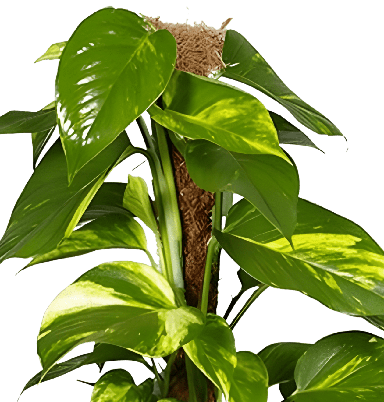 Efeutute am Moosstab | 3er - Set | Epipremnum Aureum | Ø 60 - 70 cm | ø 12 - 15cm Topf - Blume Ideal