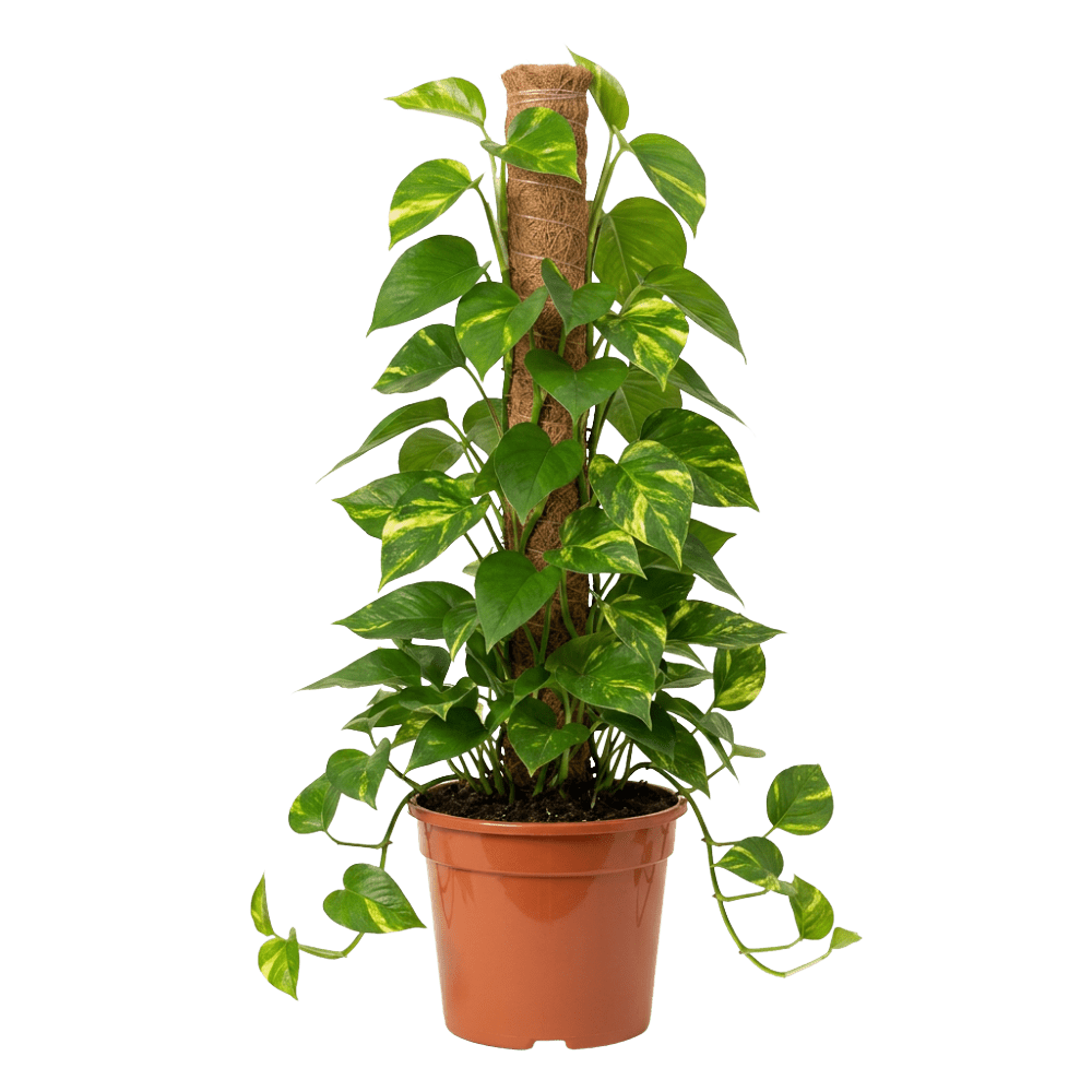 Efeutute am Moosstab | Epipremnum Aureum - Blume Ideal