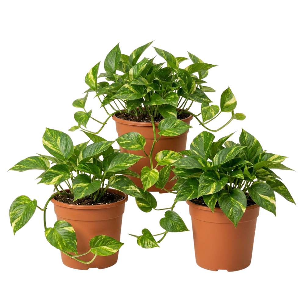 Efeutute | Epipremnum aureum - Blume Ideal