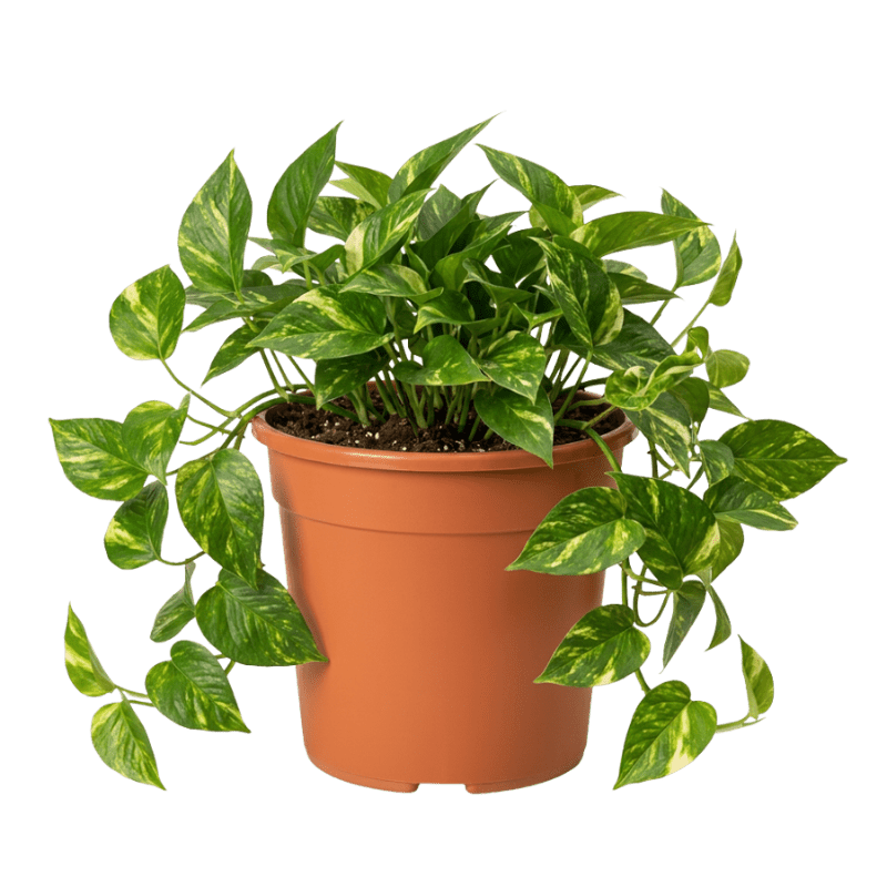 Efeutute | Epipremnum aureum - Blume Ideal