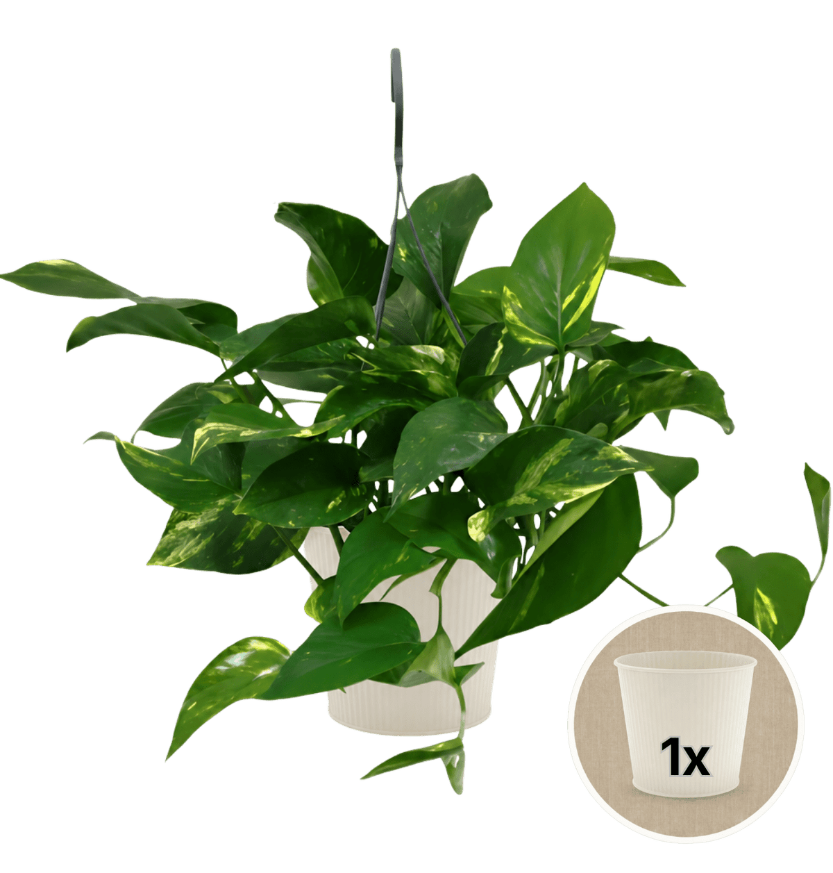 Efeutute (hängend) + 1x Cremefarbener Zinktopf | Epipremnum aureum | ca. 30-35 cm | Ø 12-15 cm Topf - Blume Ideal