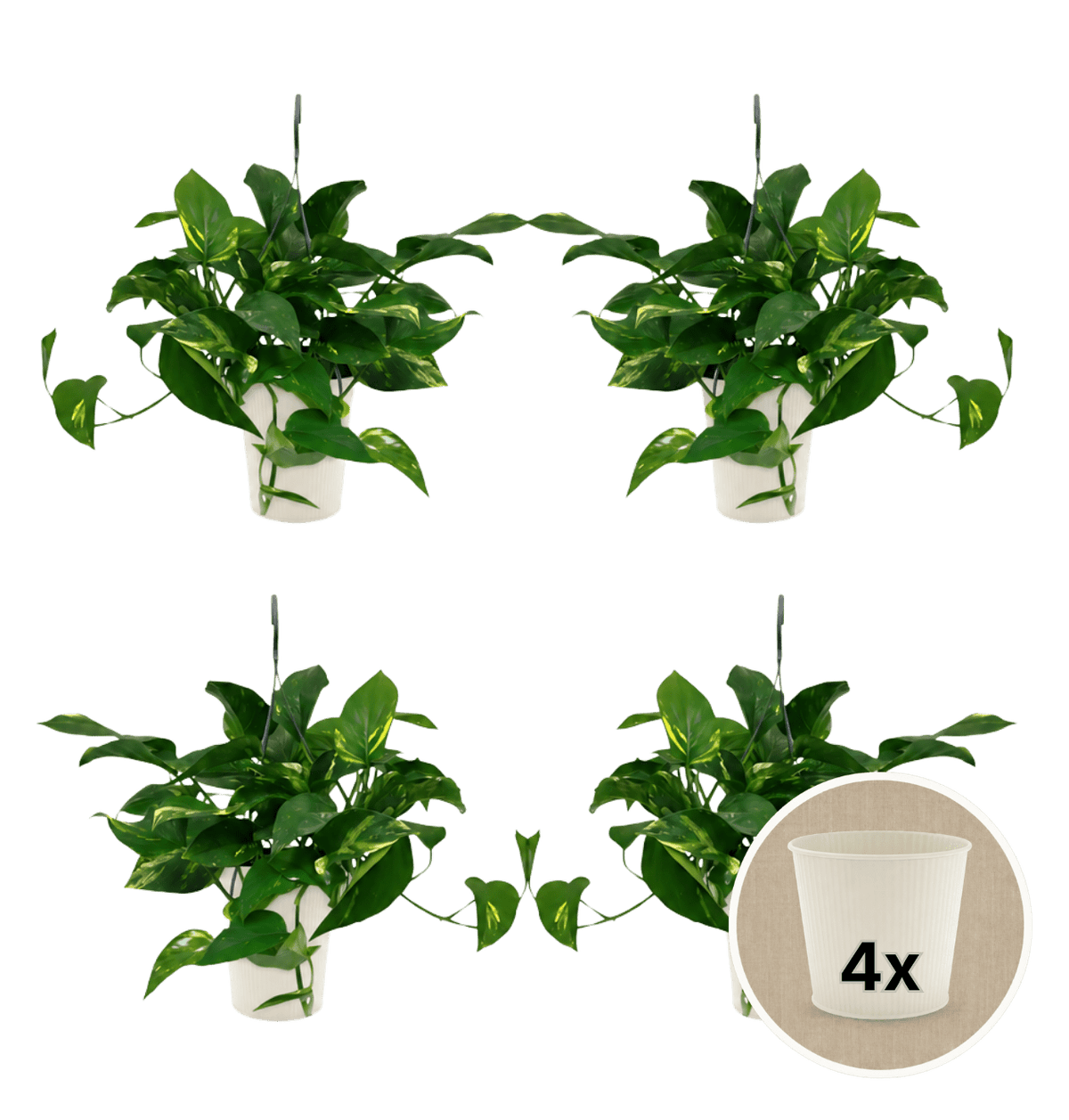 Efeutute (hängend) + 4x Cremefarbener Zinktopf | 4er-Set | Epipremnum aureum | ca. 30-35 cm | Ø 12-15 cm Topf - Blume Ideal