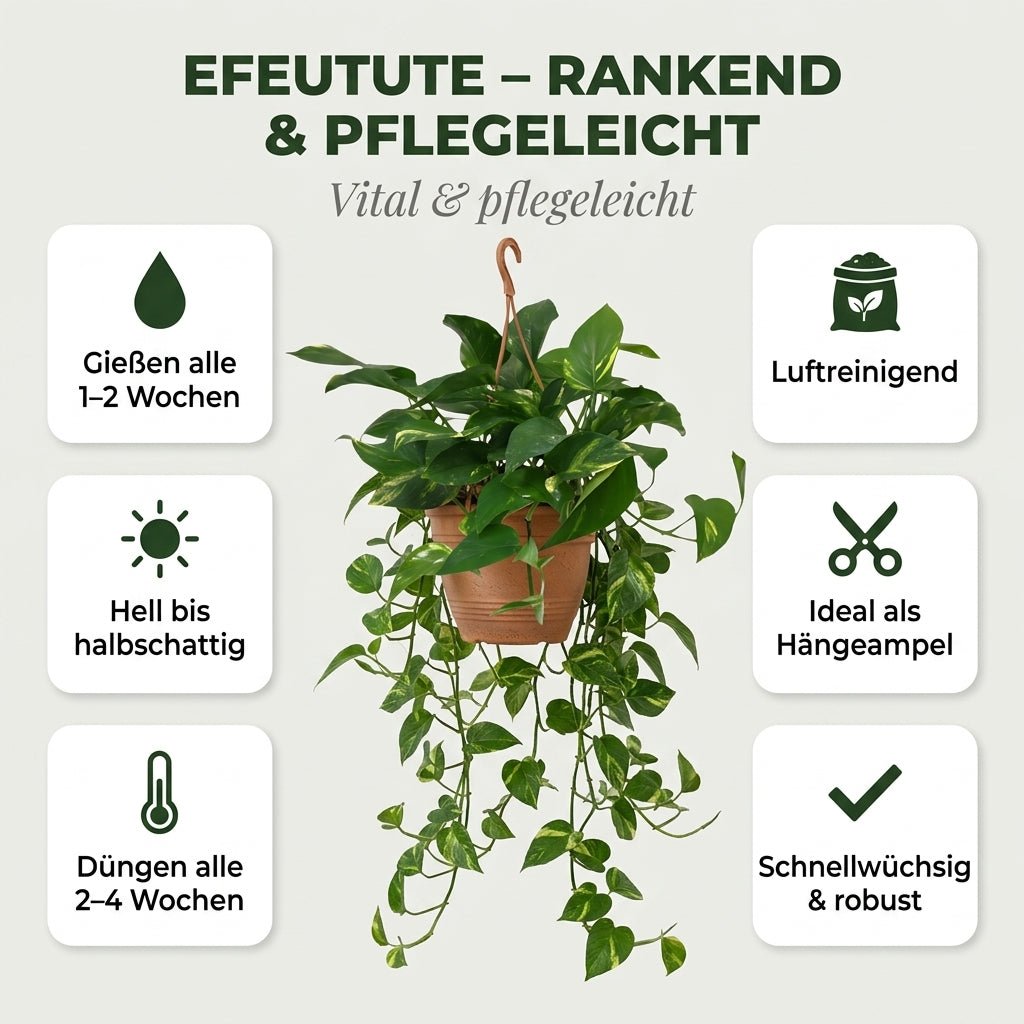 Efeutute (hängend) + 4x Seegraskorb | 4er-Set | Epipremnum aureum | ca. 30-35 cm | Ø 12-15 cm Topf - Blume Ideal
