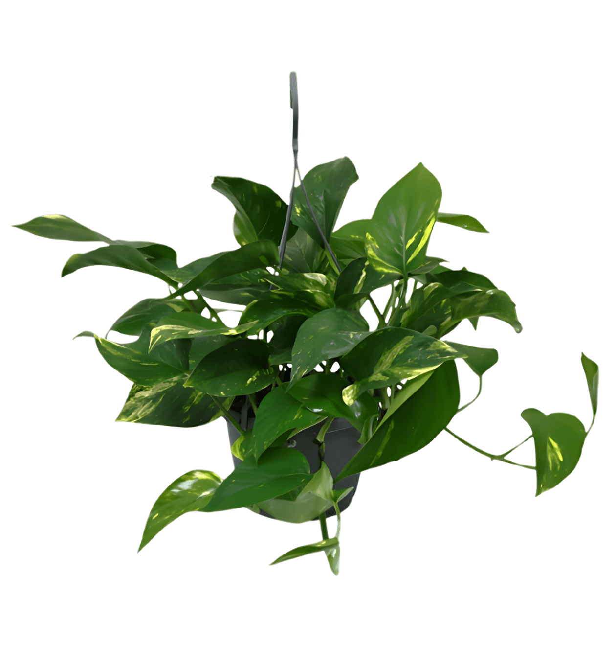 Efeutute (hängend) | 5er - Set | Epipremnum aureum | ca. 30 - 35 cm | Ø 12 - 15 cm Topf - Blume Ideal