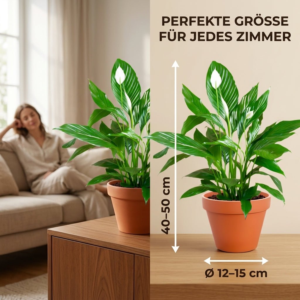 Einblatt + 1x Cremefarbener Zinktopf | Spathiphyllum | ca. 40-50 cm | Ø 12-15 cm Topf - Blume Ideal