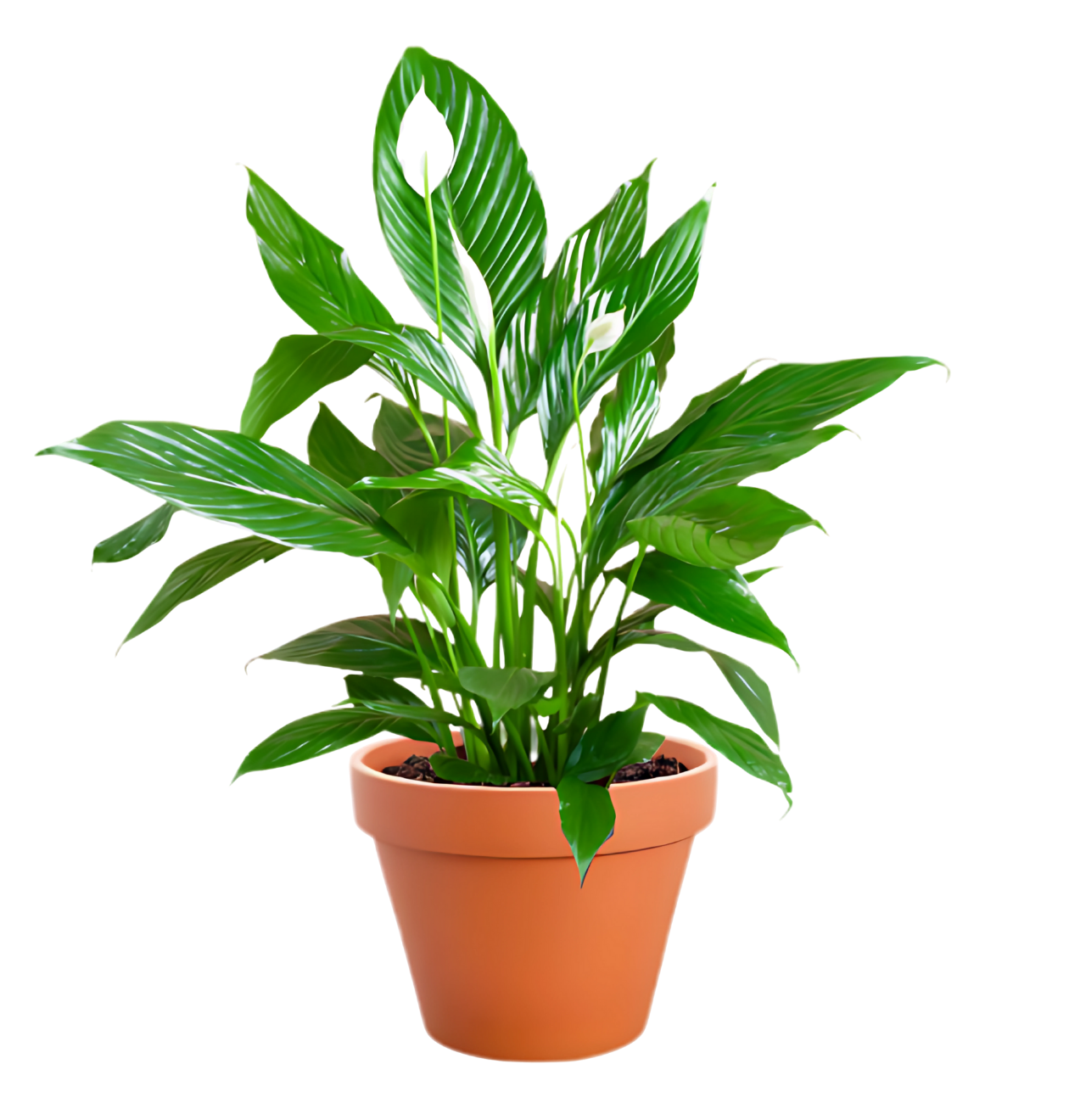 Einblatt | 2er - Set | Spathiphyllum | ca. 40 - 50 cm | Ø 12 - 15 cm Topf - Blume Ideal