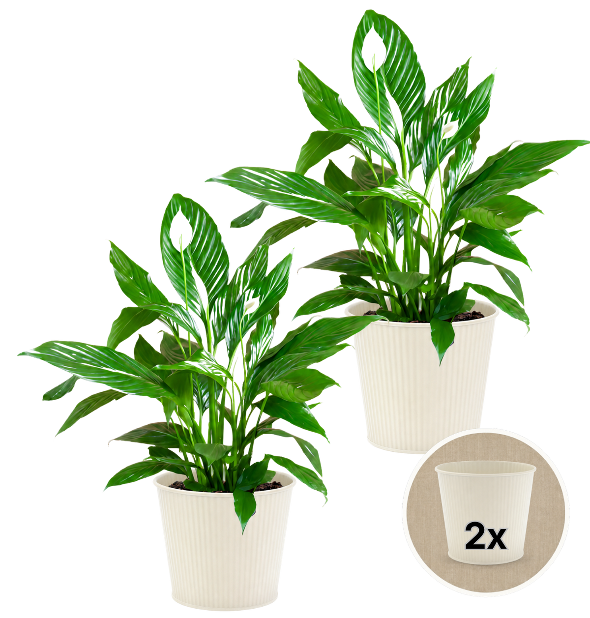 Einblatt + 2x Cremefarbener Zinktopf | 2er-Set | Spathiphyllum | ca. 40-50 cm | Ø 12-15 cm Topf - Blume Ideal