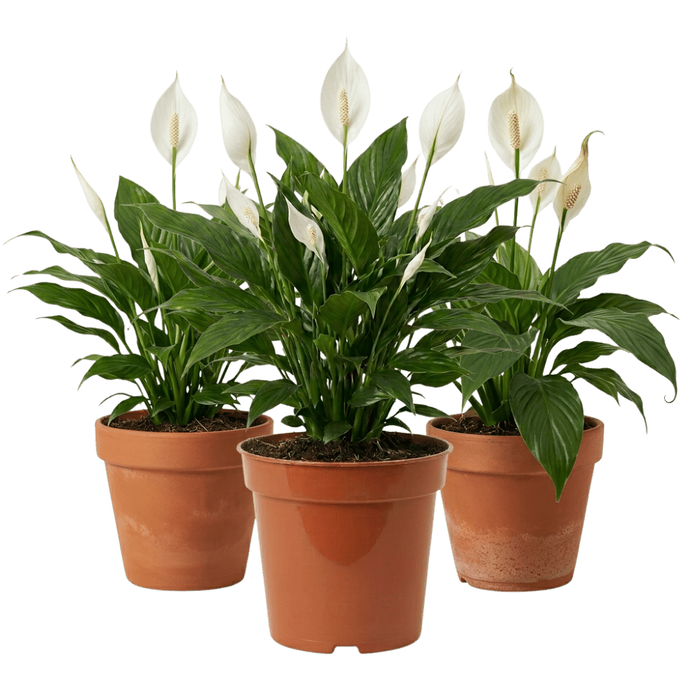 Einblatt | Spathiphyllum - Blume Ideal