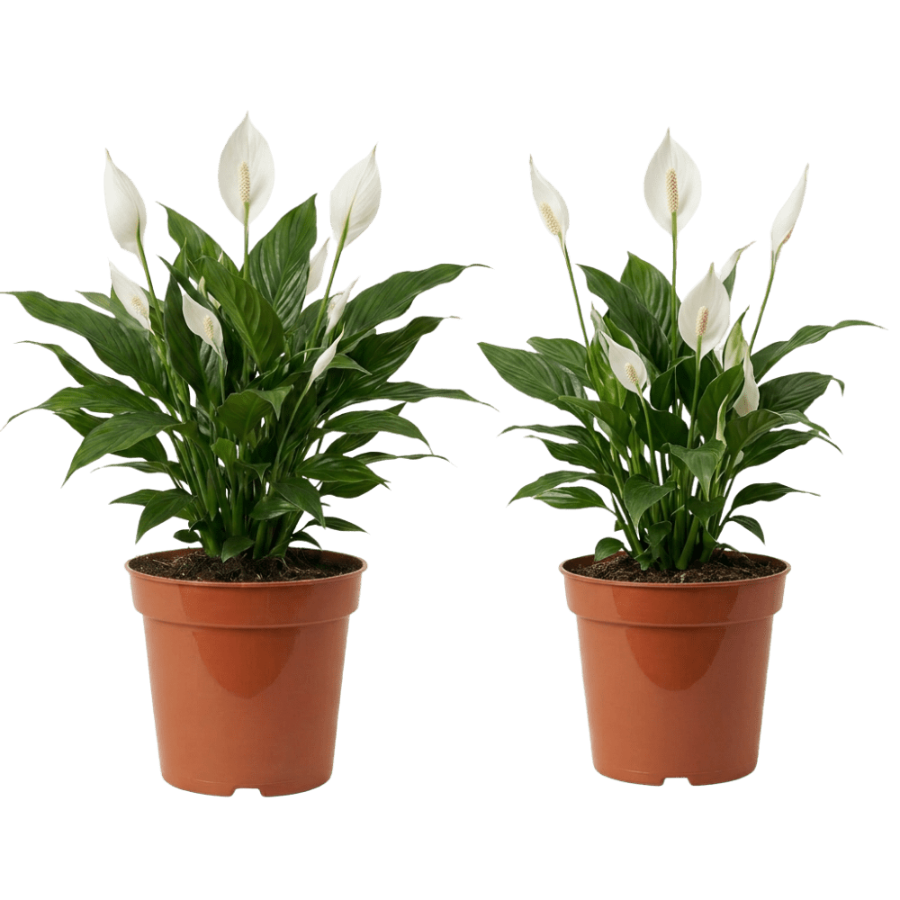 Einblatt | Spathiphyllum - Blume Ideal