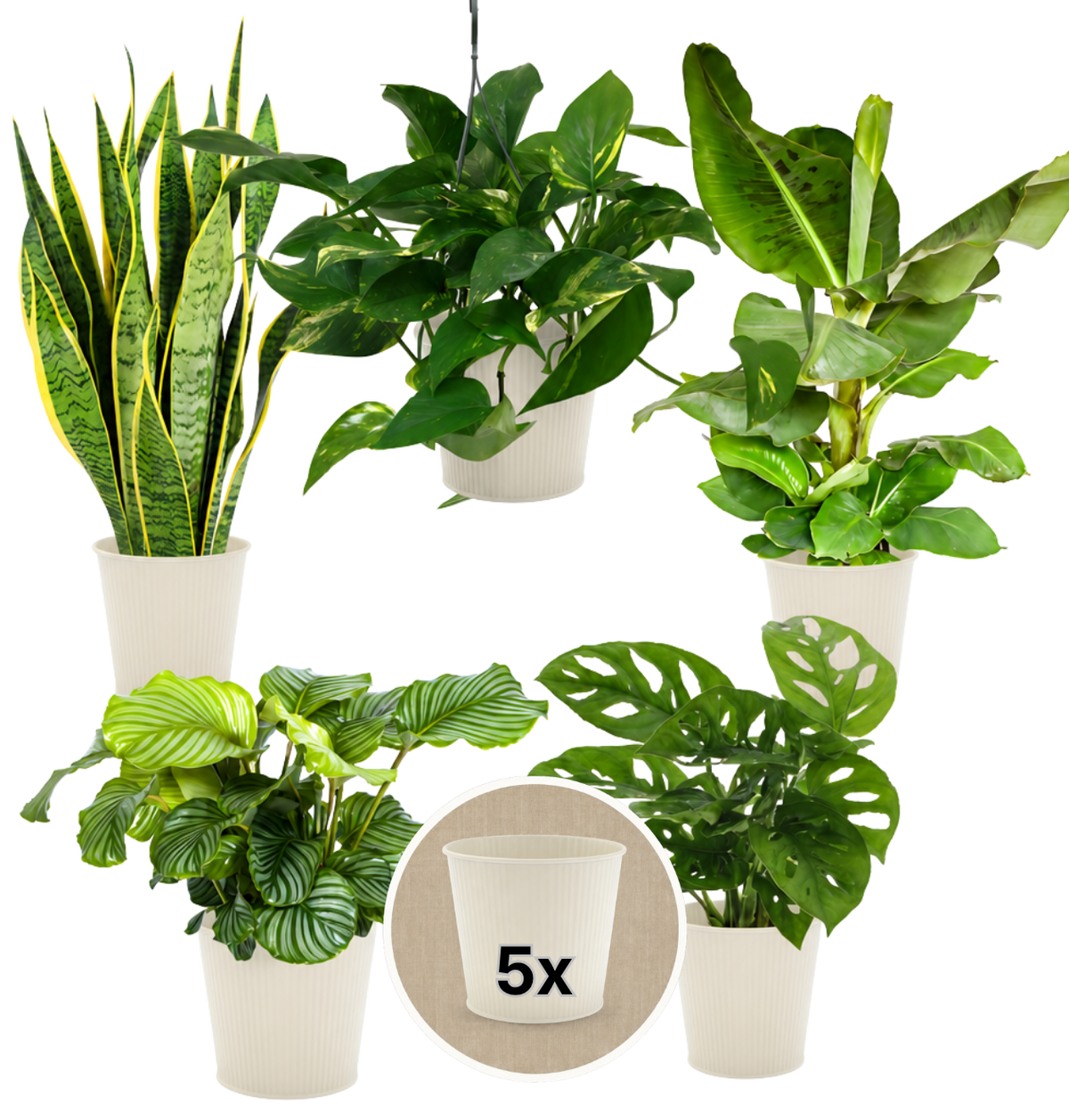 “Exotica” Pflanzenset + 5x Cremefarbener Zinktopf | 5er-Set | ca. 25-50 cm | Ø 12-15 cm Topf - Blume Ideal