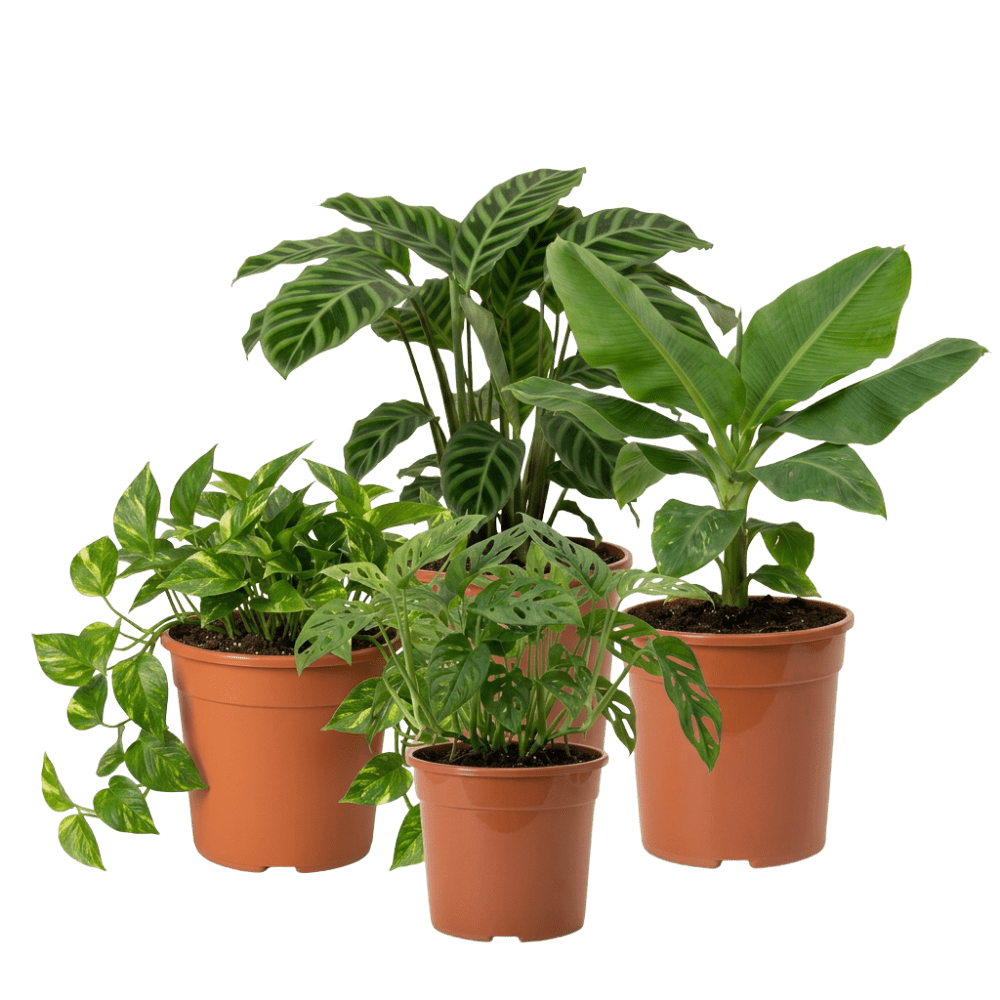 Exotica Pflanzenset - Blume Ideal
