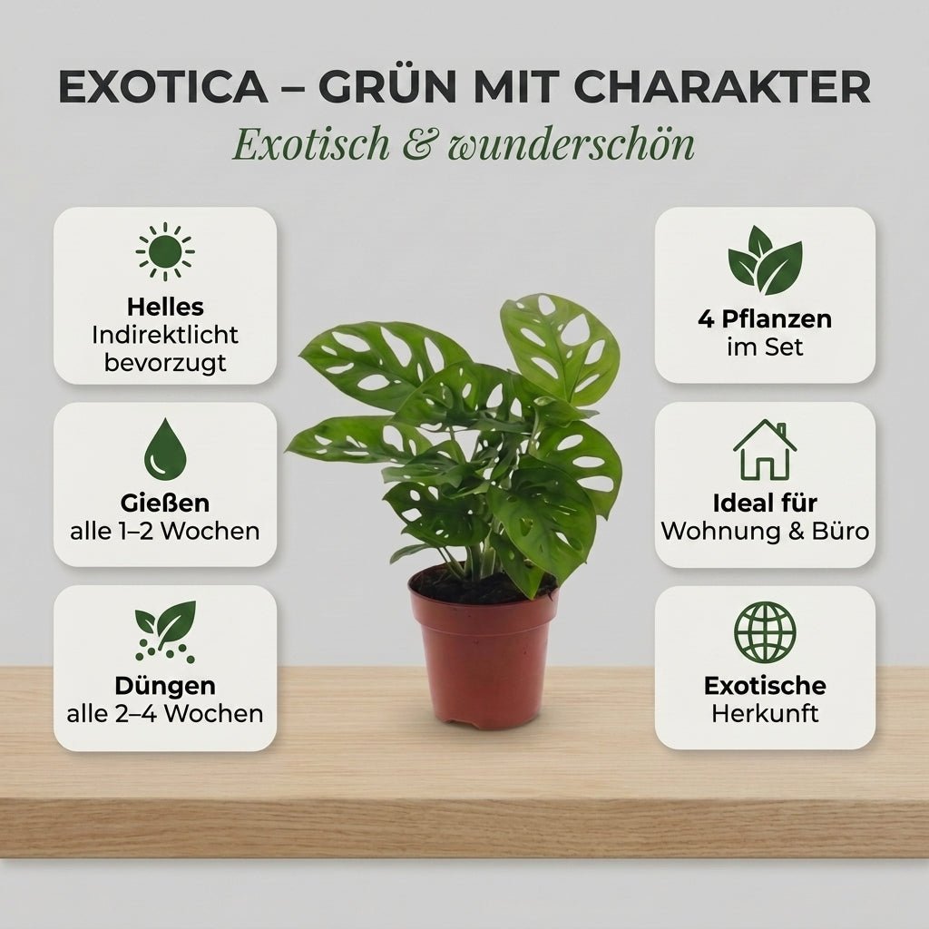 “Exotica” Pflanzenset + Zinktopf | 4er - Set | ca. 25 - 50 cm | Ø 12 - 15 cm Topf - Blume Ideal