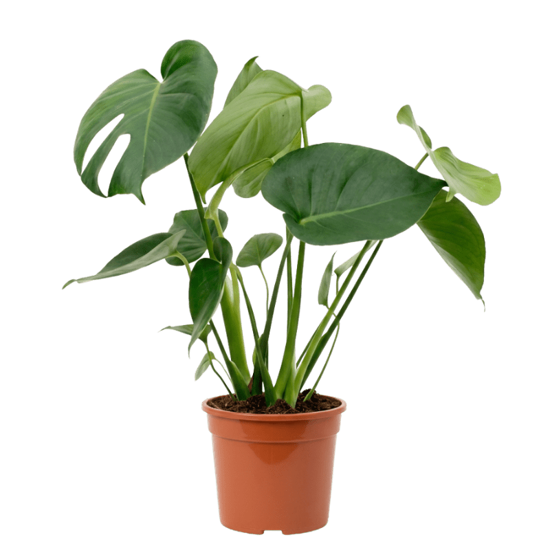 Fensterblatt | Monstera deliciosa - Blume Ideal