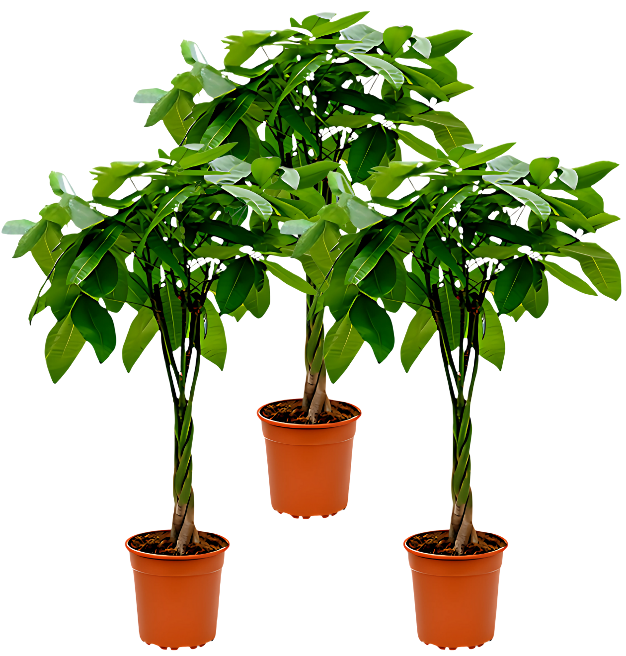 Glückskastanie | 3er - Set | Pachira | ca. 40 - 50 cm | Ø 12 - 15 cm Topf - Blume Ideal