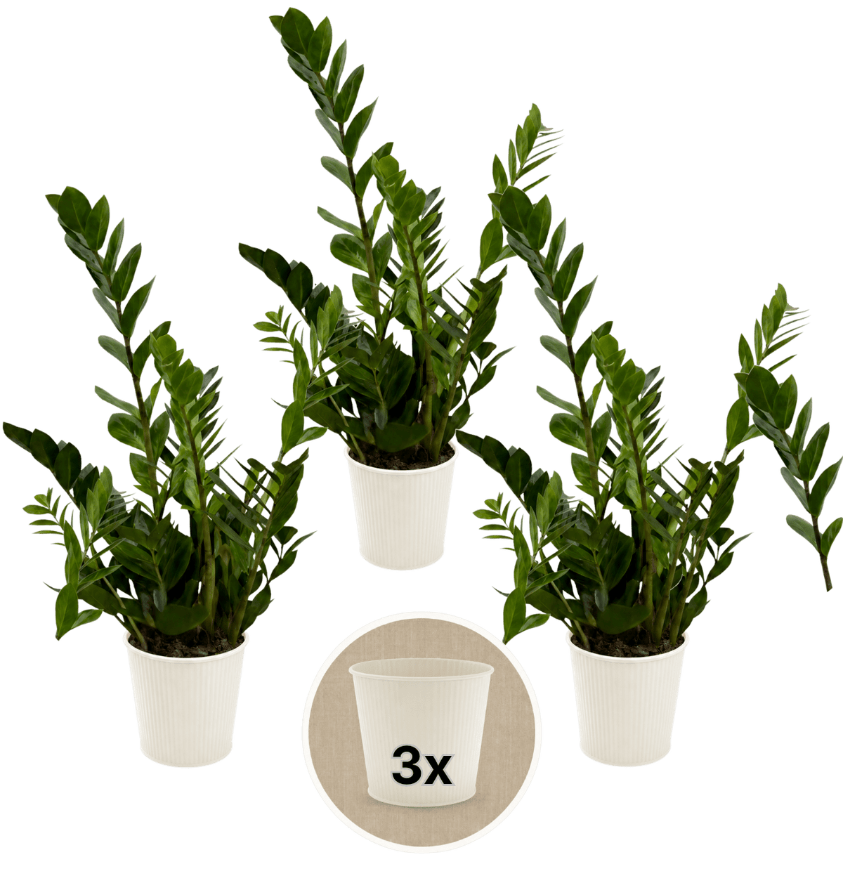 Glücksfeder + 3x Cremefarbener Zinktopf | 3er-Set | Zamioculcas zamiifolia | ca. 40-50 cm | Ø 12-15 cm Topf - Blume Ideal