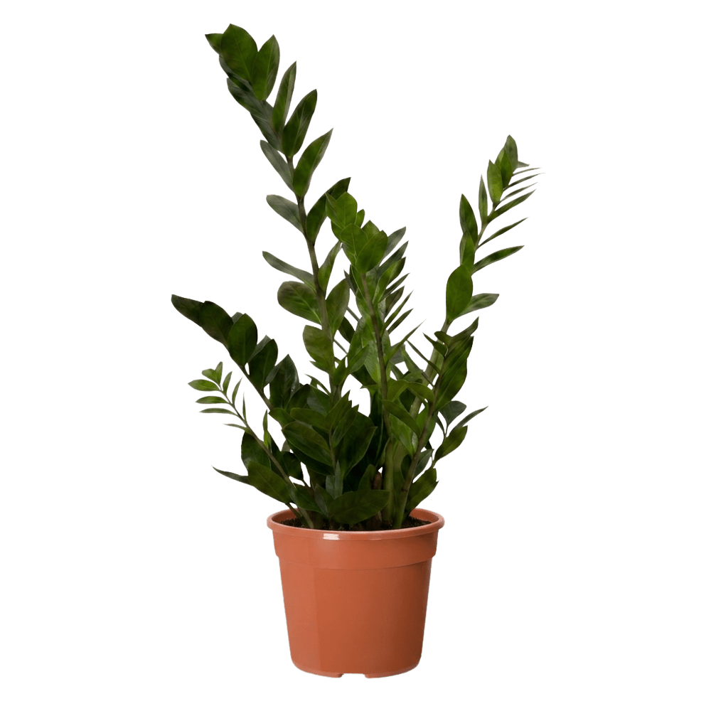Glücksfeder | Zamioculcas zamiifolia - Blume Ideal