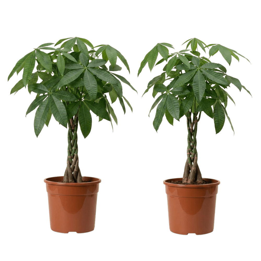 Glückskastanie | Pachira - Blume Ideal