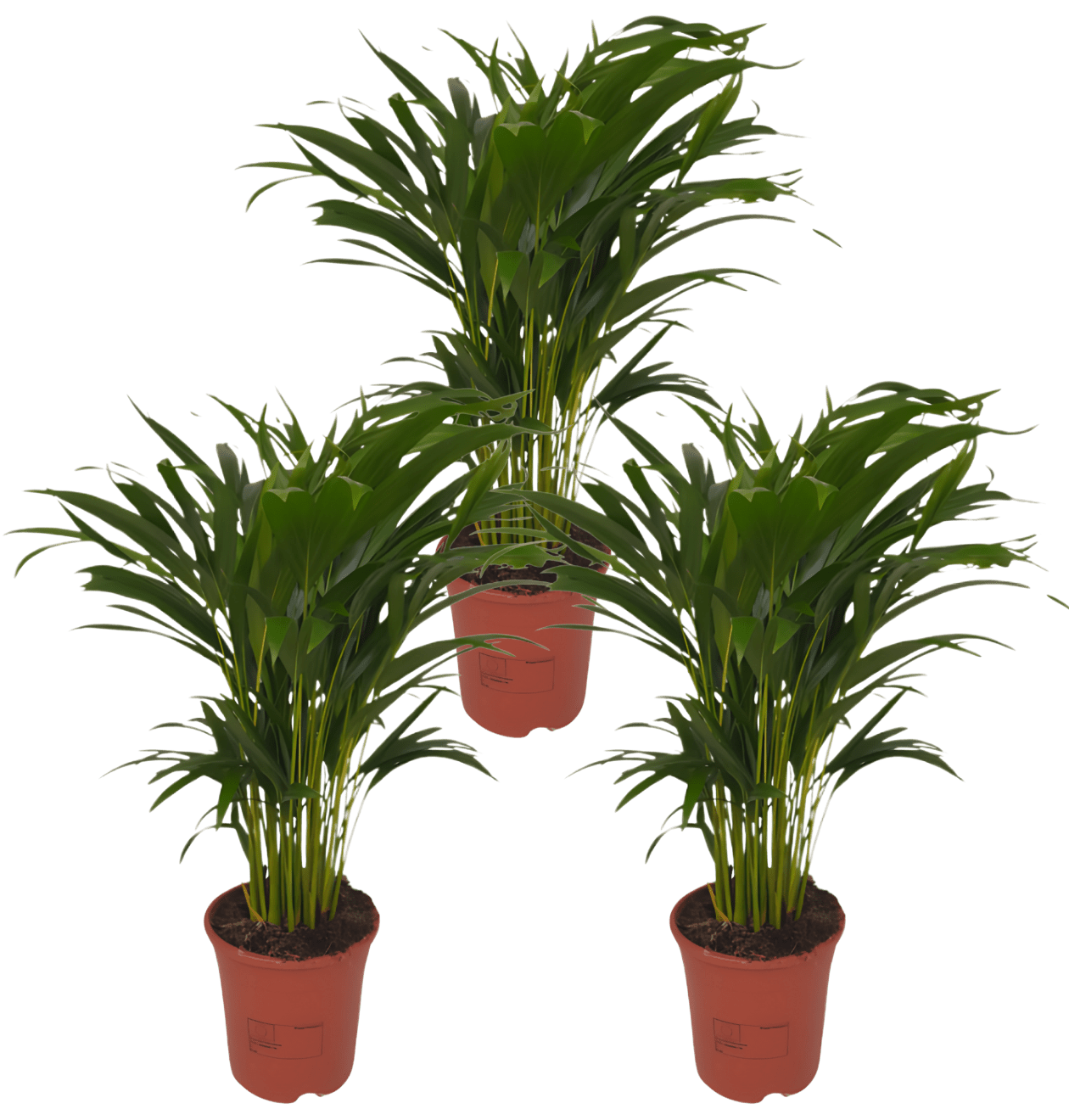 Goldfruchtpalme | 3er - Set | Dypsis lutescens | ca. 40 - 50 cm | Ø 12 - 15 cm Topf - Blume Ideal