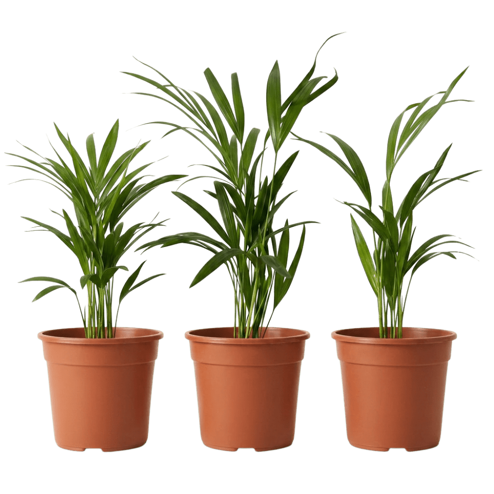 Goldfruchtpalme | Dypsis lutescens - Blume Ideal