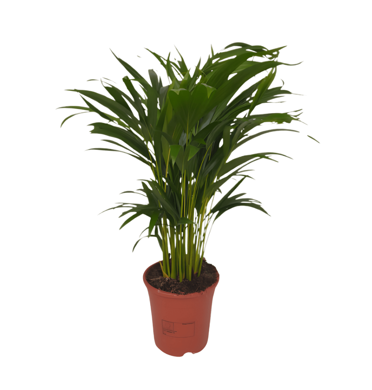 Goldfruchtpalme | Dypsis lutescens | ca. 40 - 50 cm | Ø 12 - 15 cm Topf - Blume Ideal